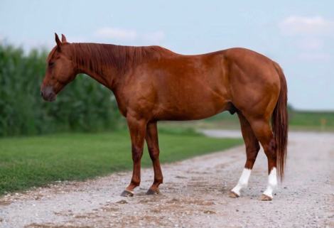 CANT KICK JACK (Bo), 5yo AQHA Quarter Horse gelding, 14.3hh