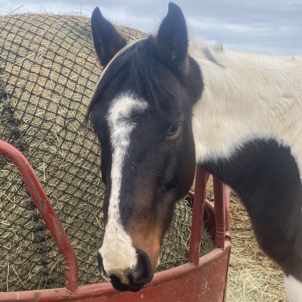 Boomer, 16yo Pinto gelding, 15.0hh