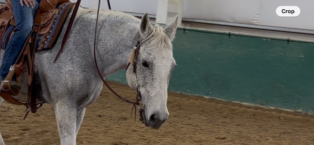 Treasure, 18yo Thoroughbred mare, 15.1hh