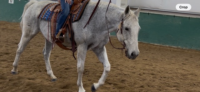 Treasure, 18yo Thoroughbred mare, 15.1hh