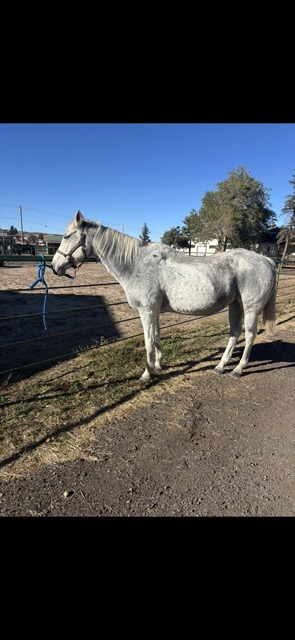 Treasure, 18yo Thoroughbred mare, 15.1hh