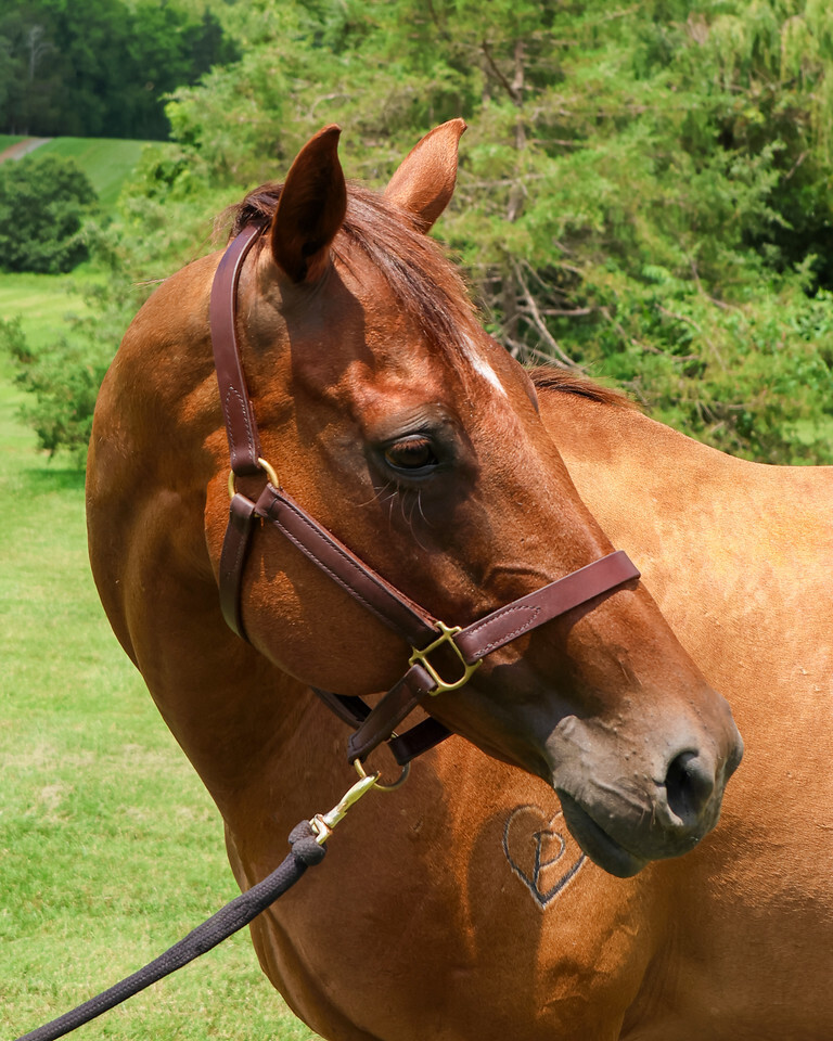Dru- Companion only, 14yo Thoroughbred mare, 15.1hh