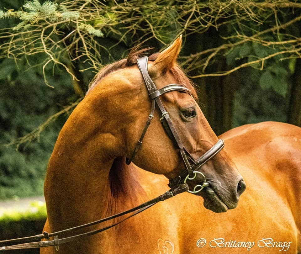 Dru- Companion only, 14yo Thoroughbred mare, 15.1hh