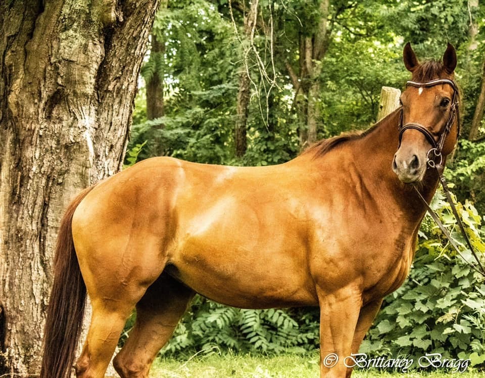 Dru- Companion only, 14yo Thoroughbred mare, 15.1hh