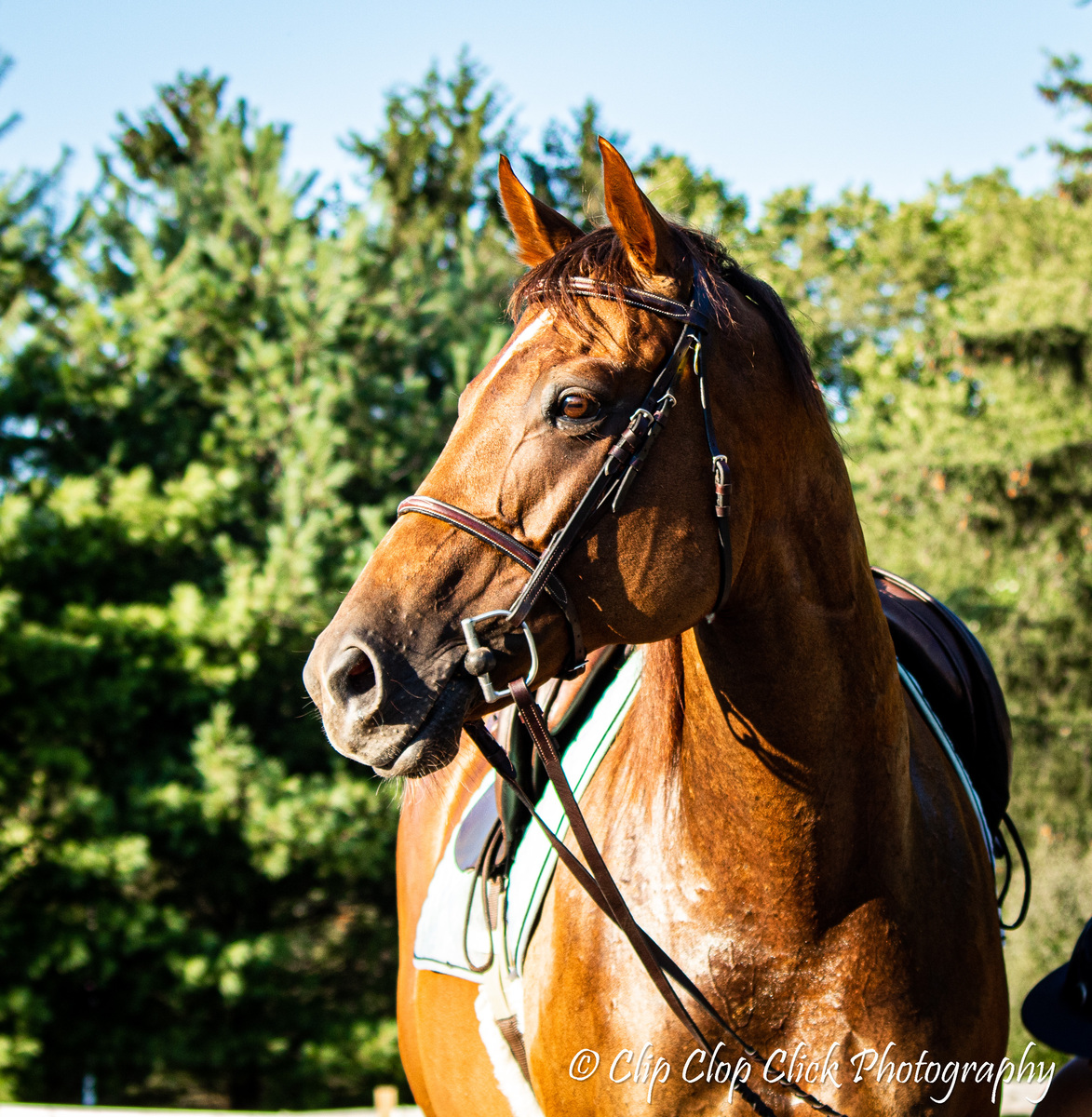 Dru- Companion only, 14yo Thoroughbred mare, 15.1hh