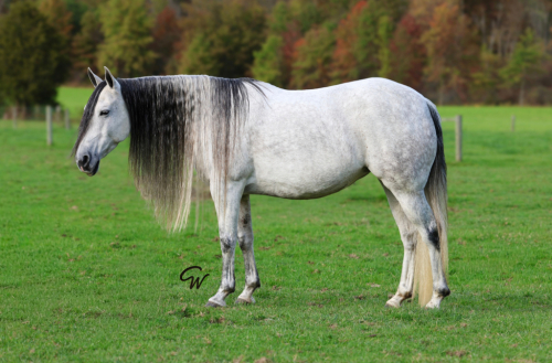 “PEGASOS DULCE VITA” (Valerie), 11yo Andalusian mare, 14.2hh