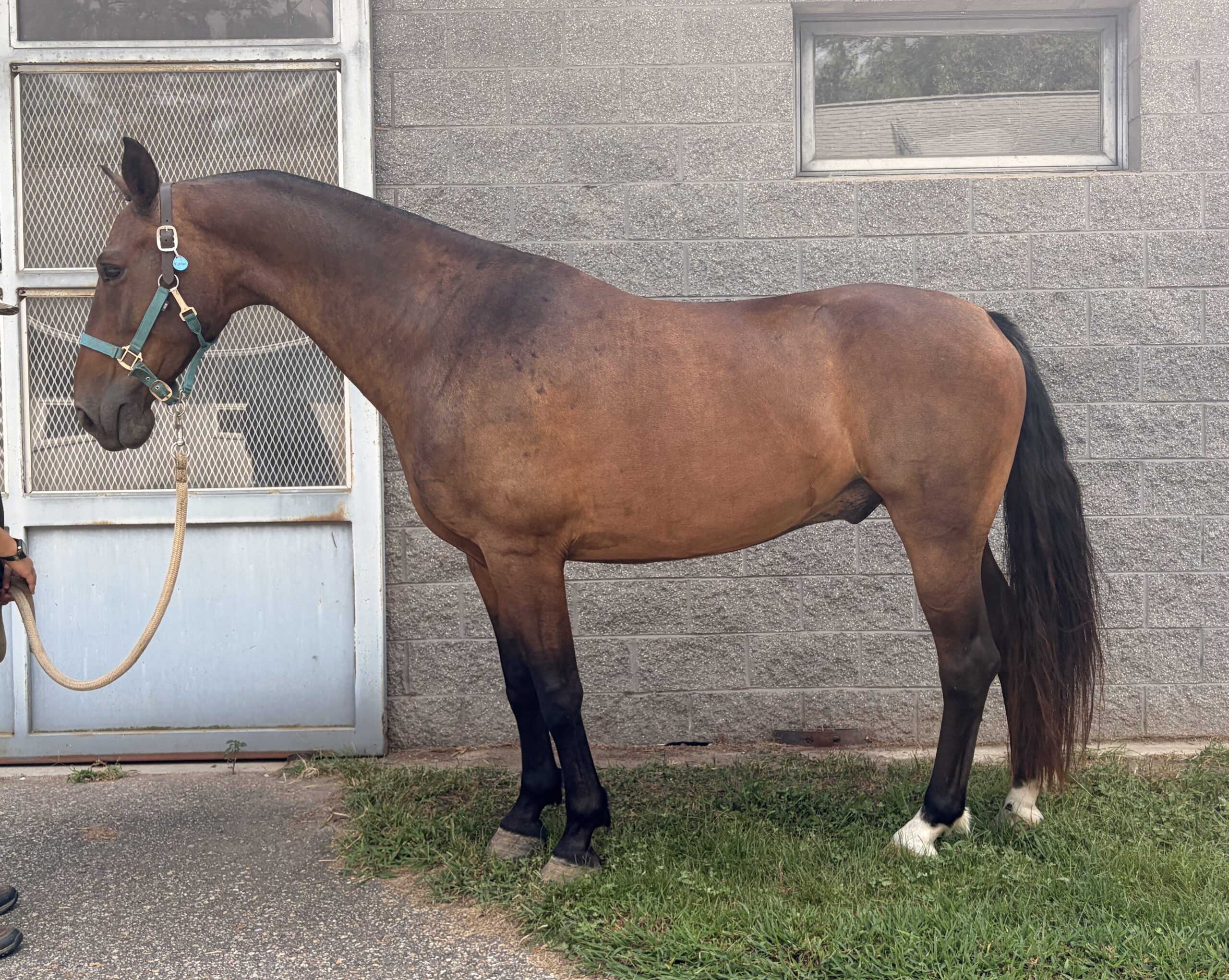 Proven Driving Team Needing A Refresh, 9yo Other gelding, 15hh