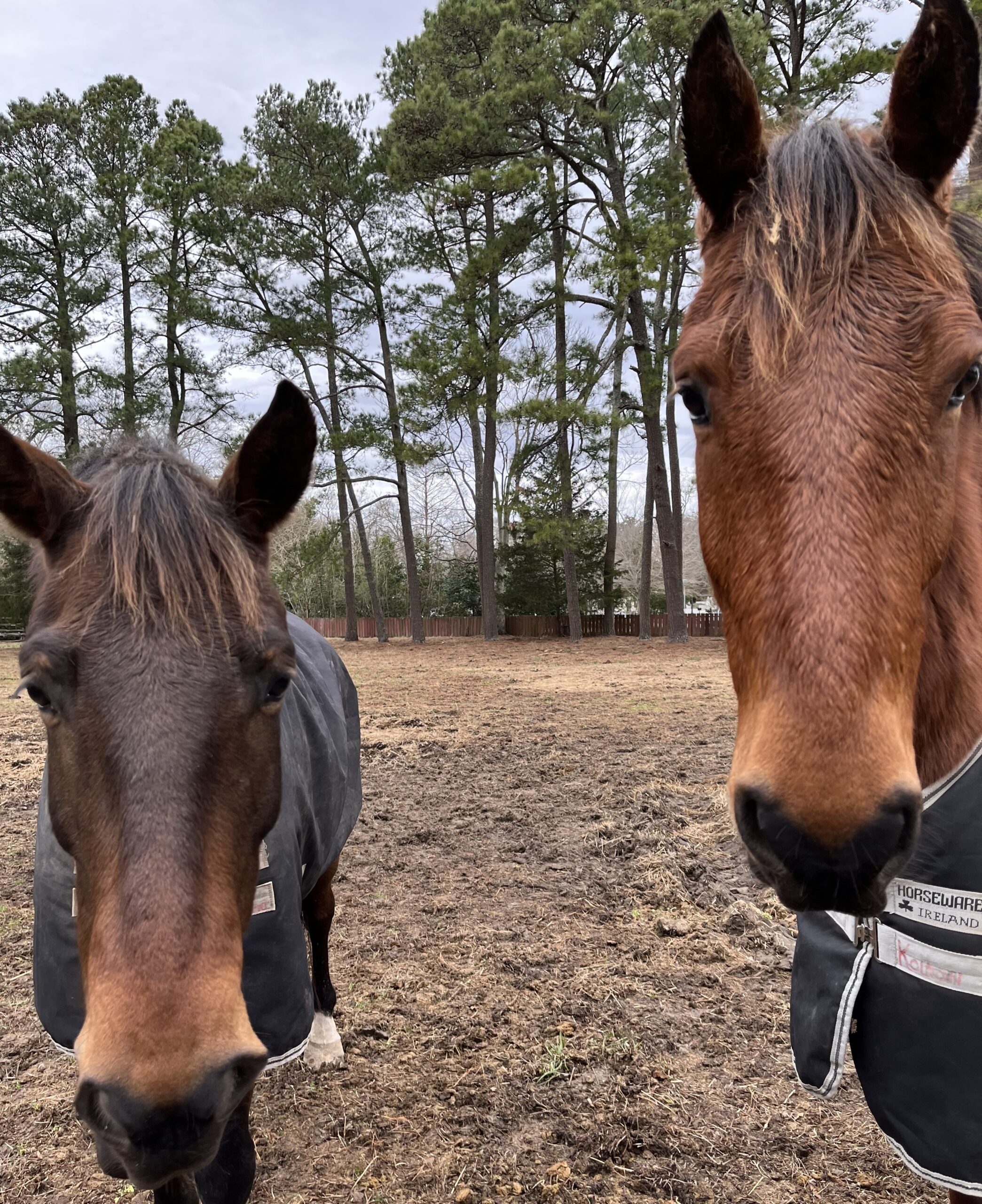 Proven Driving Team Needing A Refresh, 9yo Other gelding, 15hh