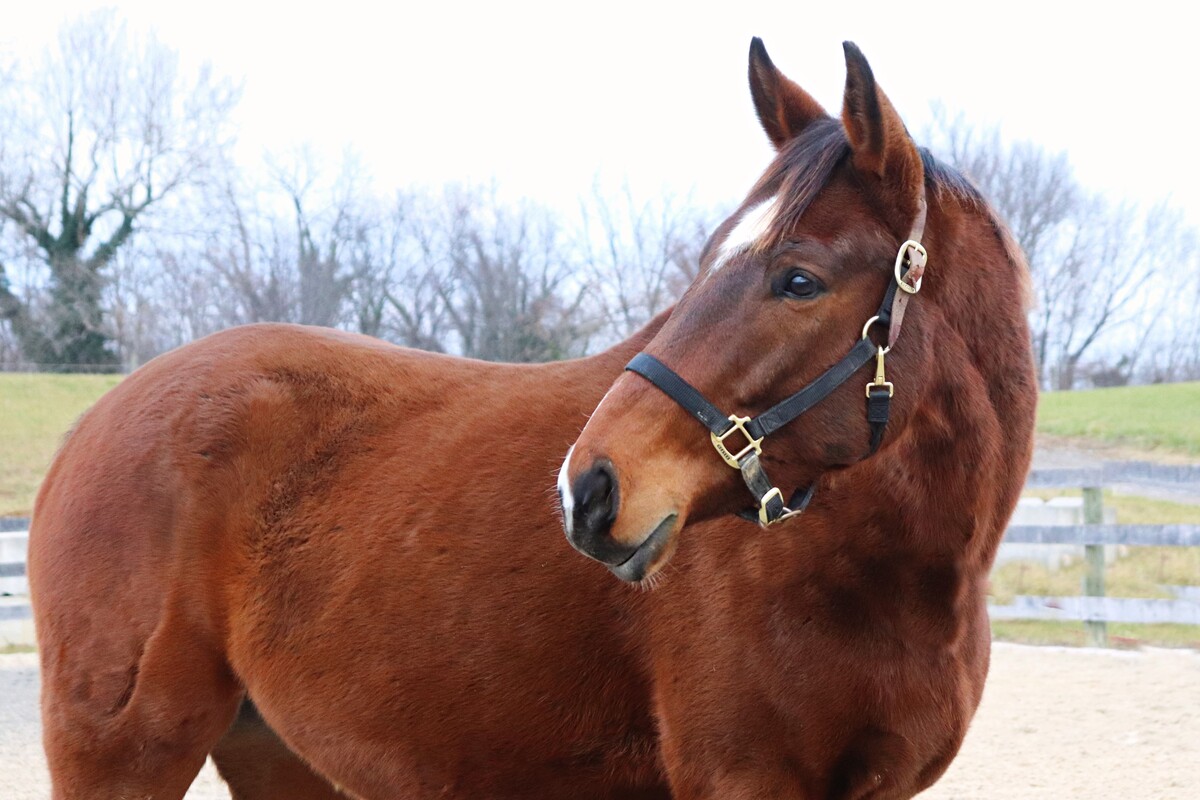 Mochi, 8yo Thoroughbred gelding, 16.0hh