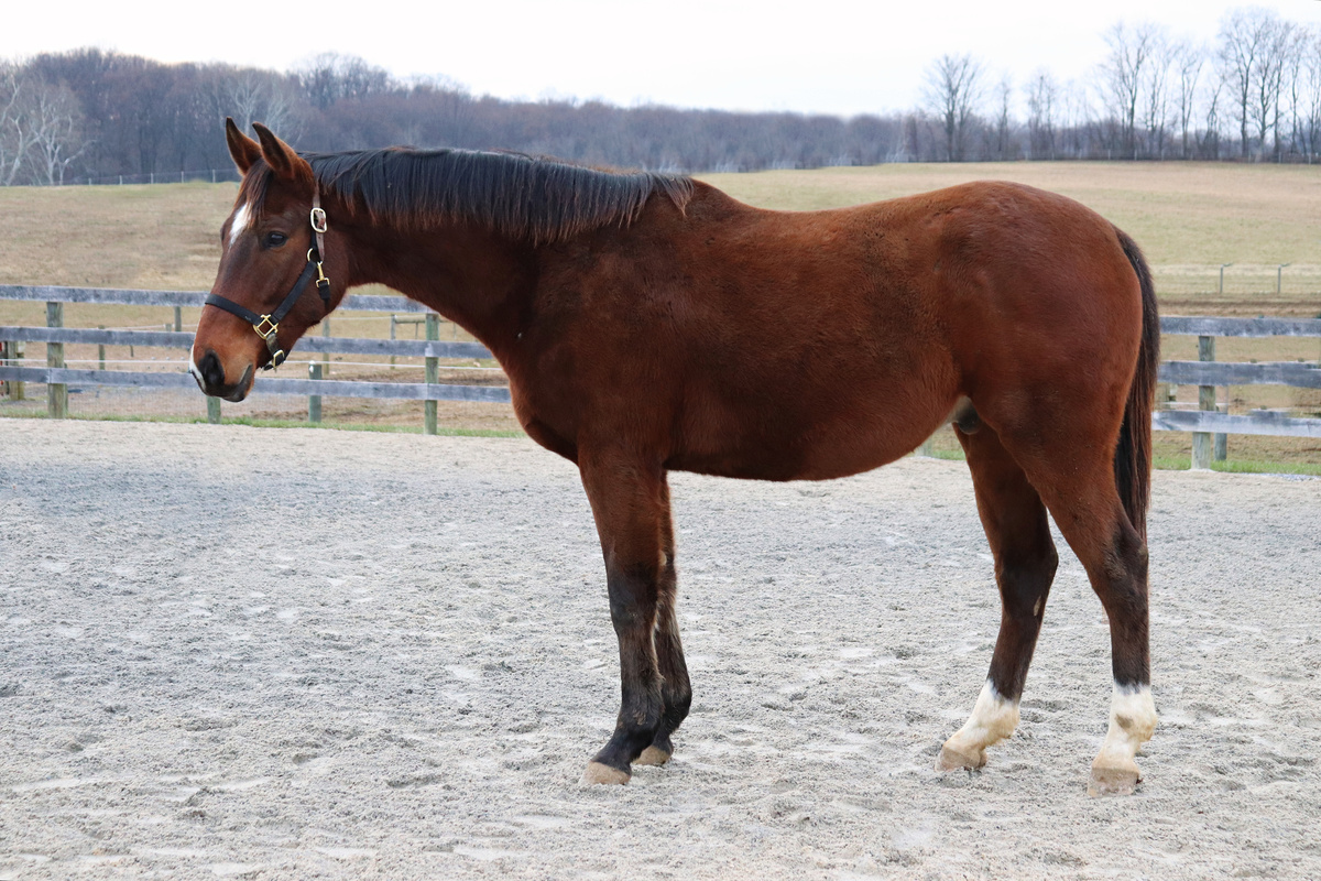 Mochi, 8yo Thoroughbred gelding, 16.0hh