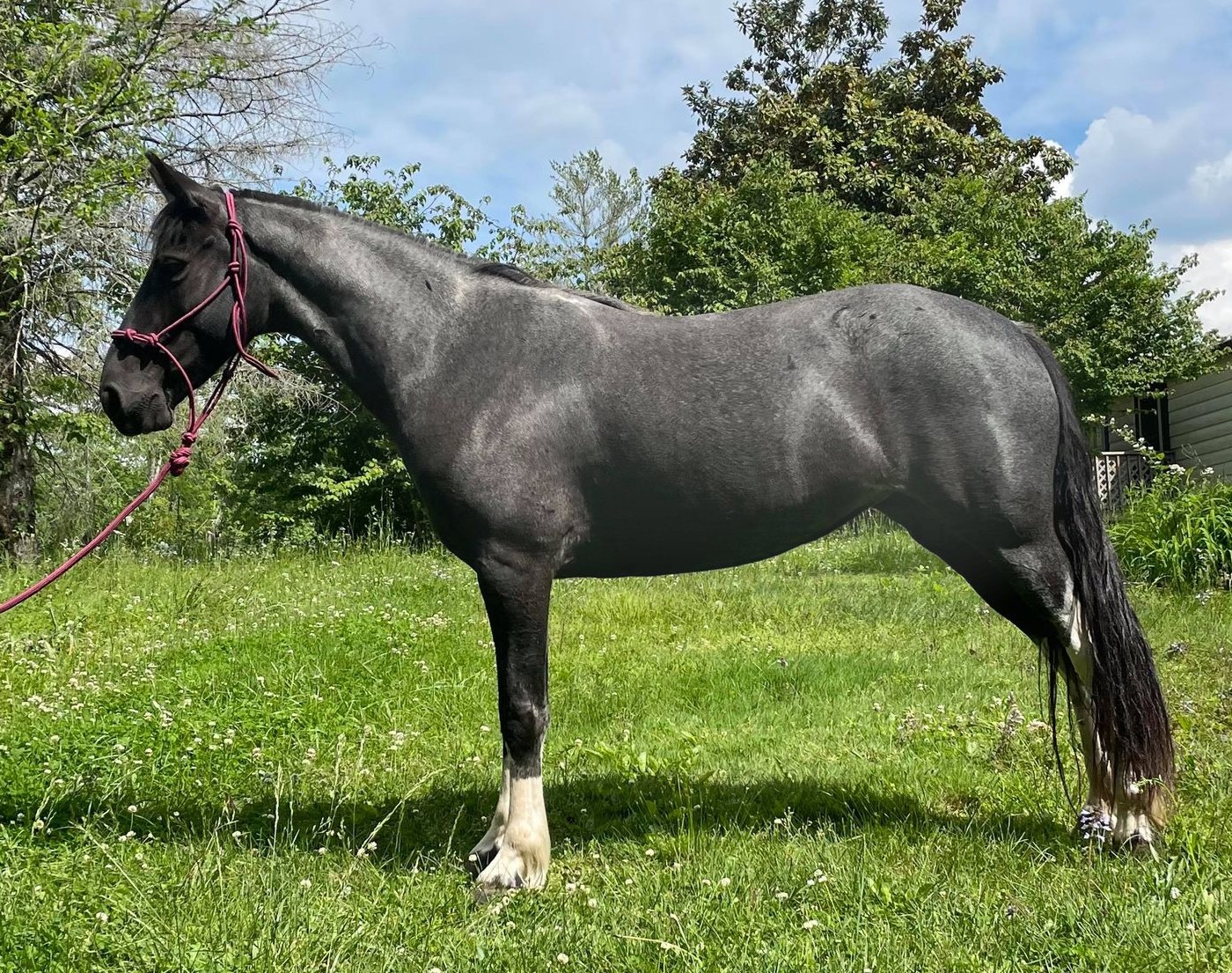 Amber, 6yo Quarter Horse gelding, 14.3hh