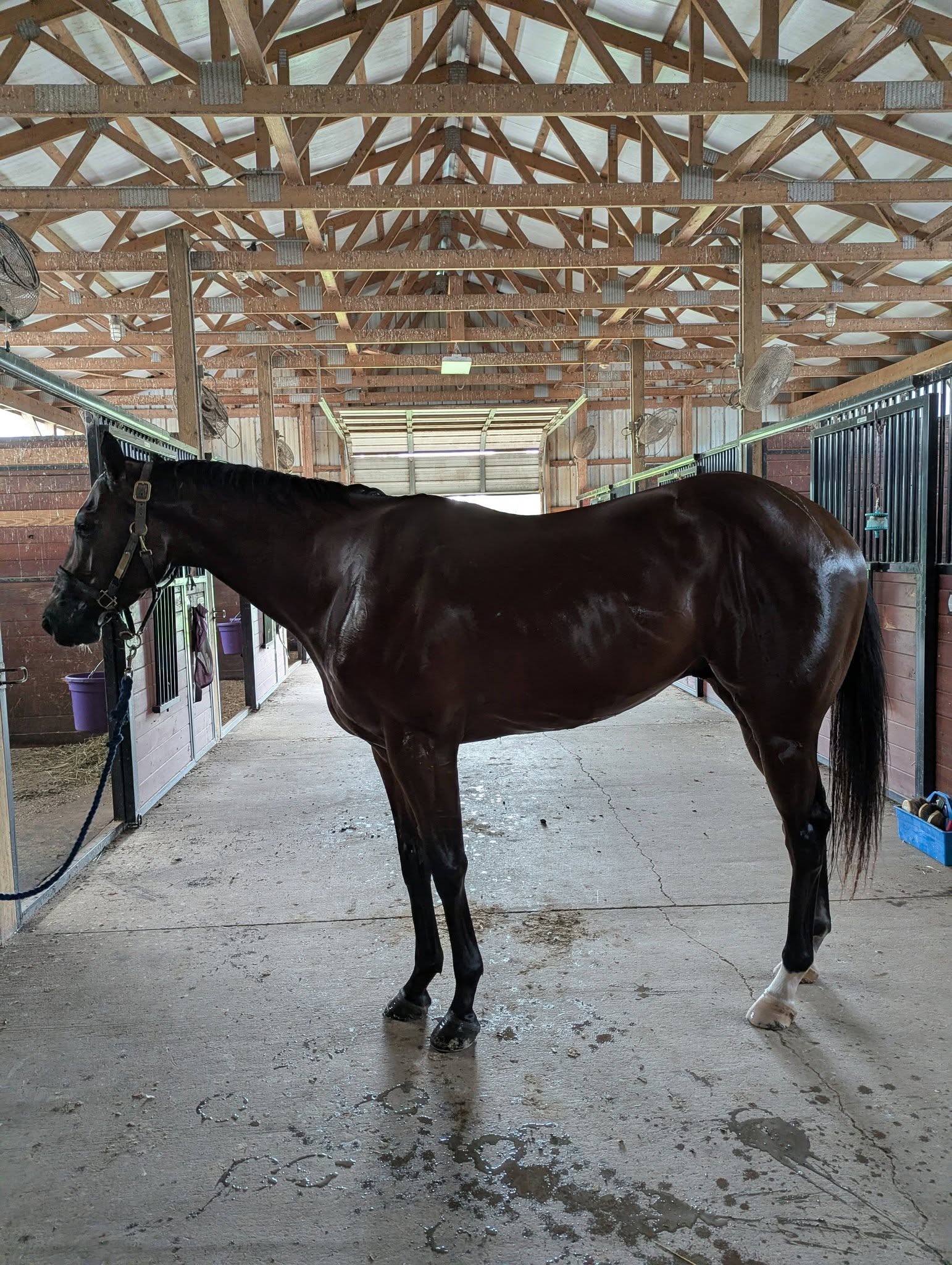 Let’s Find Gold, 3yo Thoroughbred gelding, 16.1hh