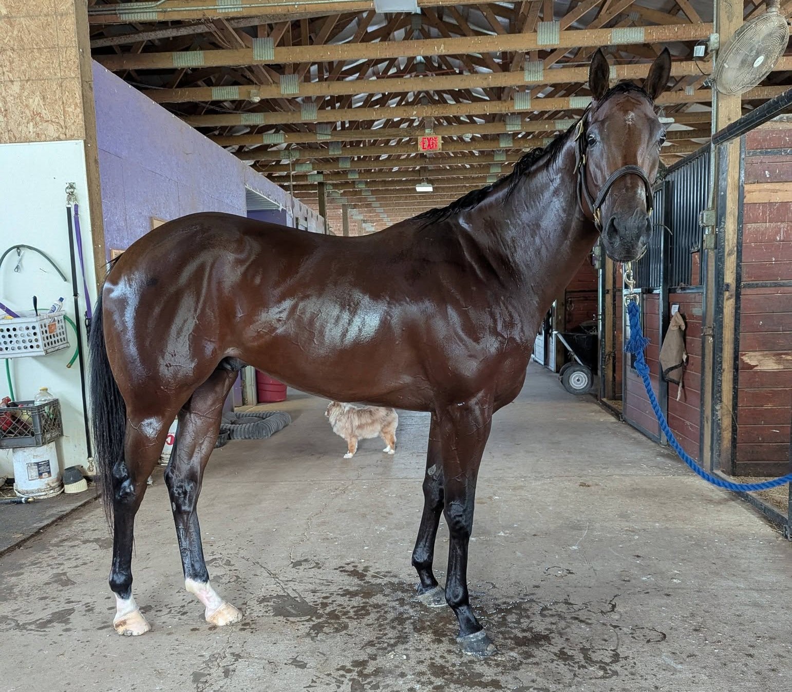 Let’s Find Gold, 3yo Thoroughbred gelding, 16.1hh