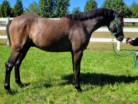 GG Veloce' (Velo), 1yo Welsh Pony gelding, 12.3hh