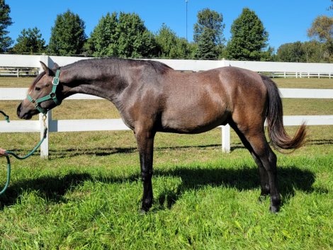 GG Veloce' (Velo), 1yo Welsh Pony gelding, 12.3hh