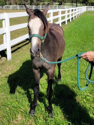 GG Veloce' (Velo), 1yo Welsh Pony gelding, 12.3hh