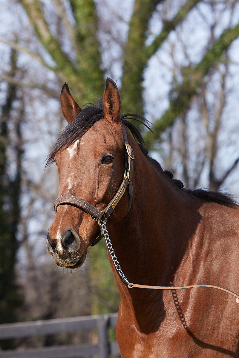 Knight's Move (Larry), 7yo Thoroughbred gelding, 16.1hh