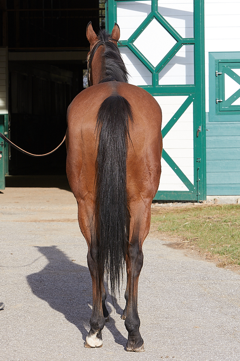 Knight's Move (Larry), 7yo Thoroughbred gelding, 16.1hh