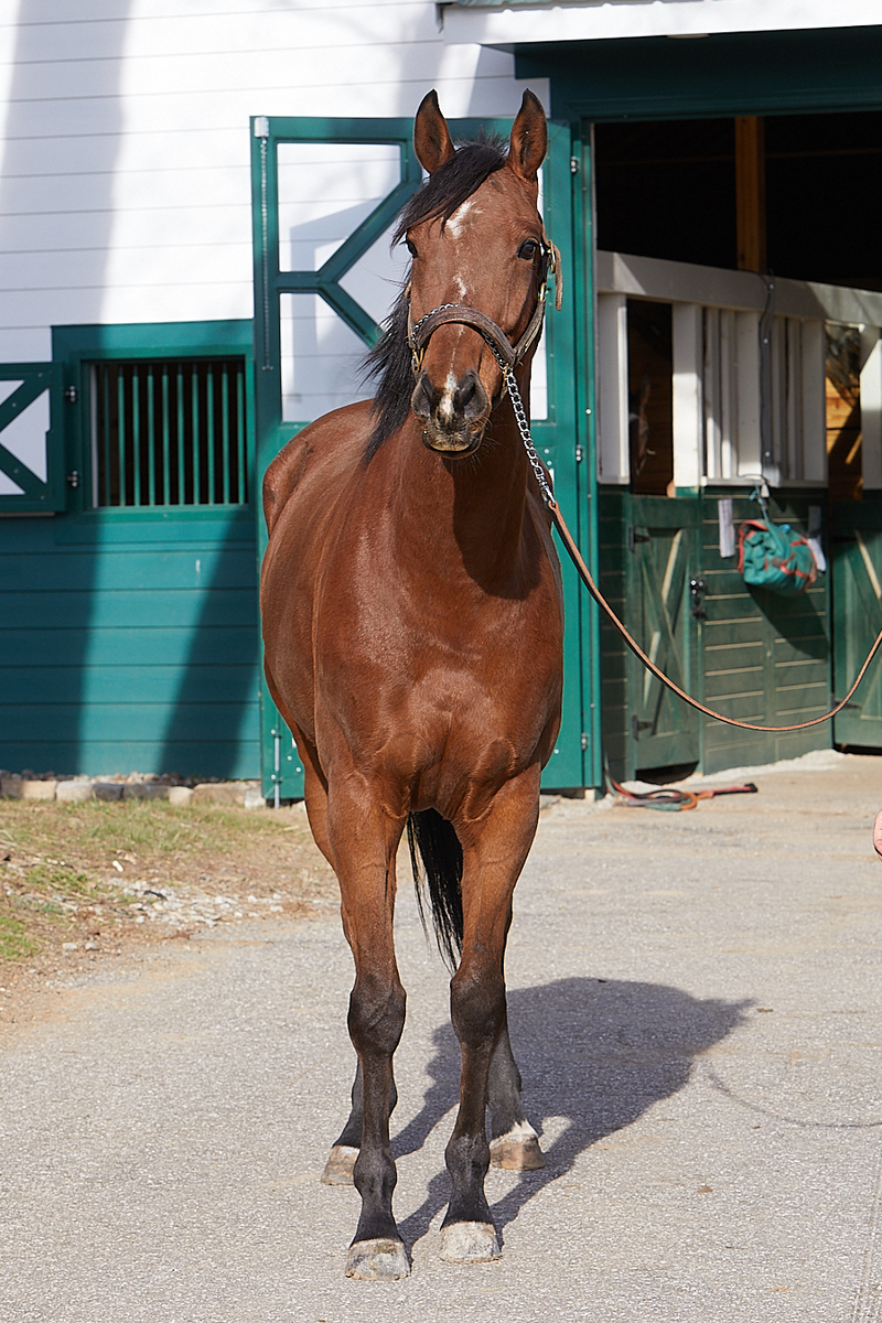 Knight's Move (Larry), 7yo Thoroughbred gelding, 16.1hh