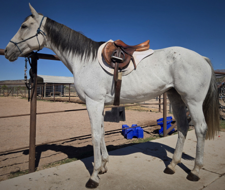 A Wish for David (Wish), 11yo Thoroughbred mare, 15.3hh