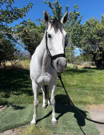 A Wish for David (Wish), 11yo Thoroughbred mare, 15.3hh