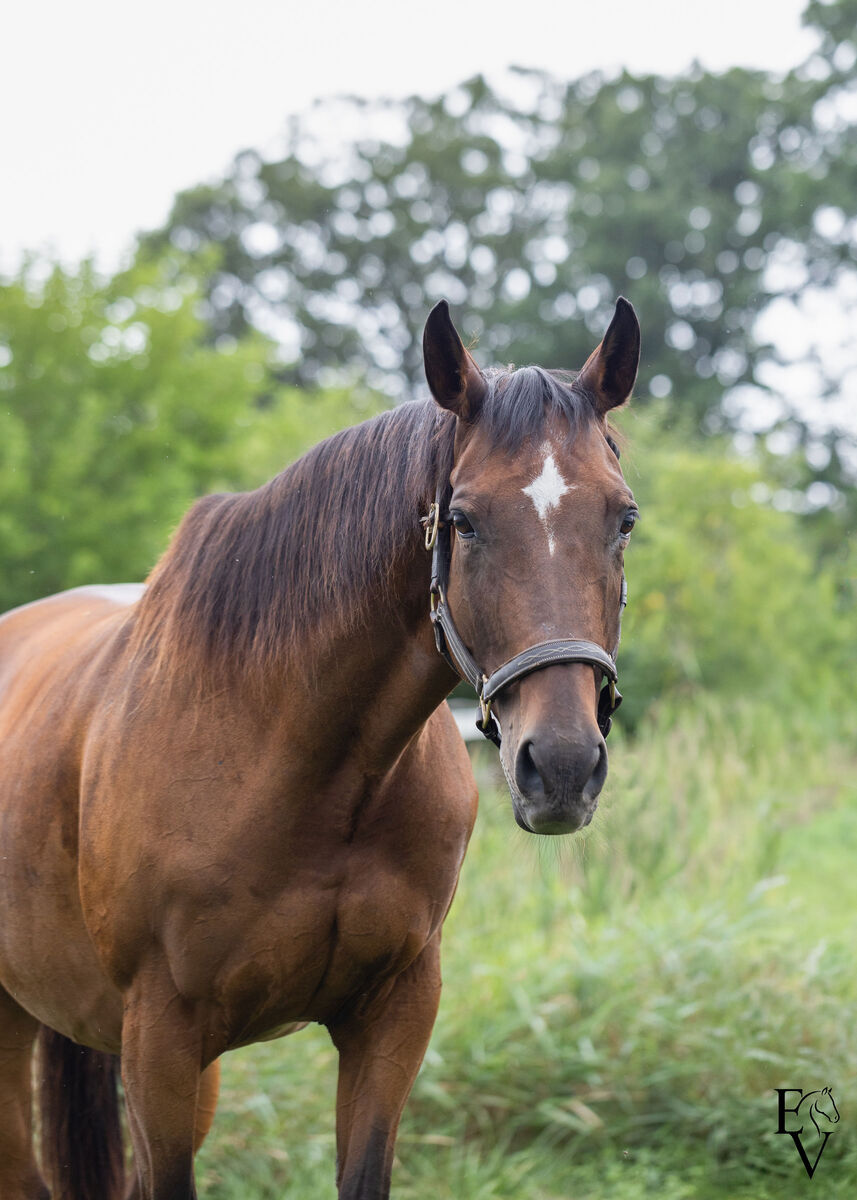 Bobs Dylan - NON-RIDING HOME (COMPANION ONLY), 19yo Thoroughbred mare, 15.0hh