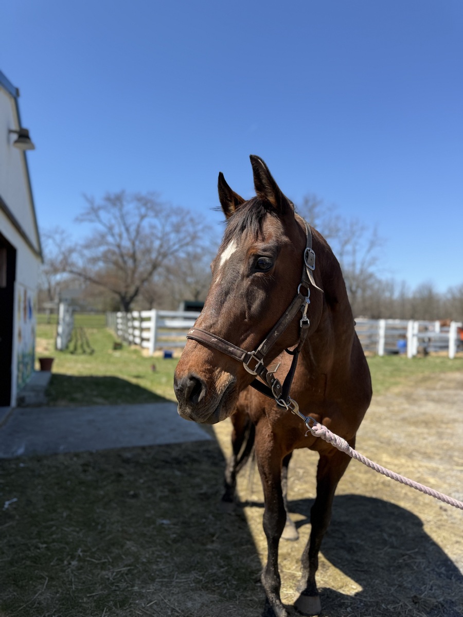 Bobs Dylan - NON-RIDING HOME (COMPANION ONLY), 19yo Thoroughbred mare, 15.0hh
