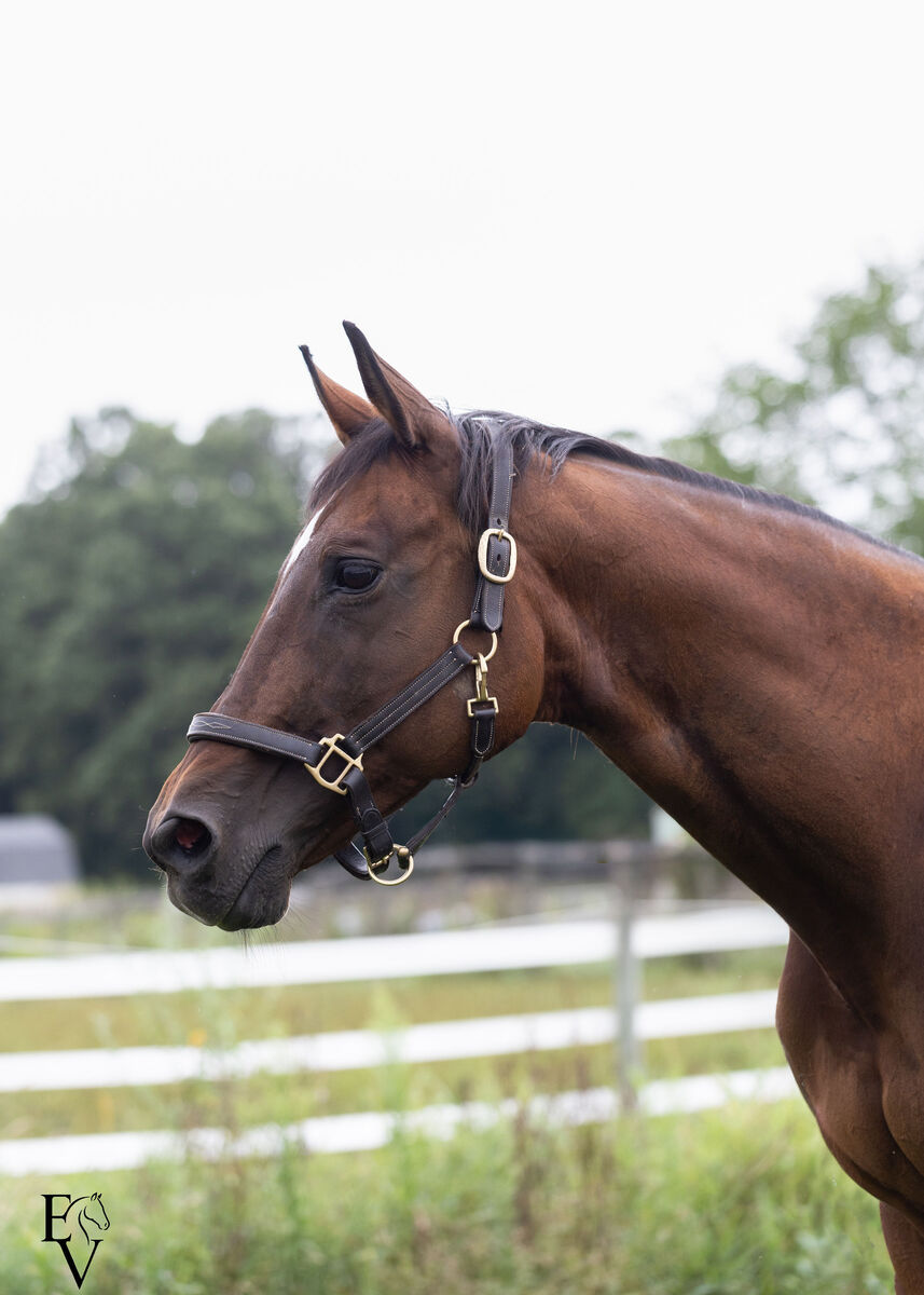 Bobs Dylan - NON-RIDING HOME (COMPANION ONLY), 19yo Thoroughbred mare, 15.0hh