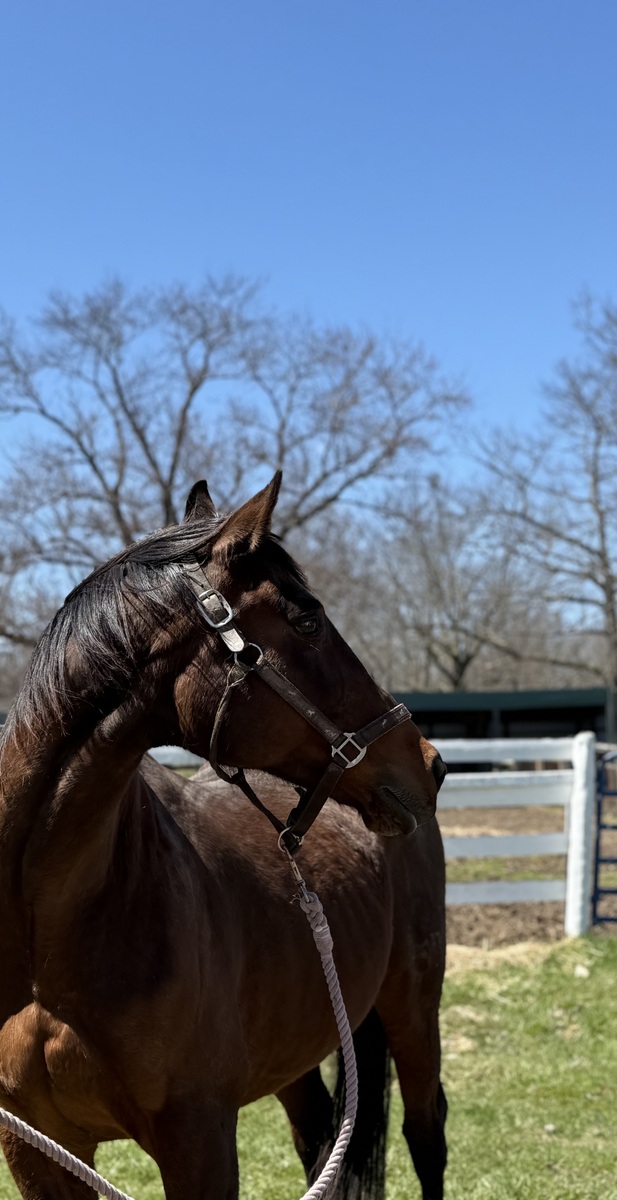 Bobs Dylan - NON-RIDING HOME (COMPANION ONLY), 19yo Thoroughbred mare, 15.0hh