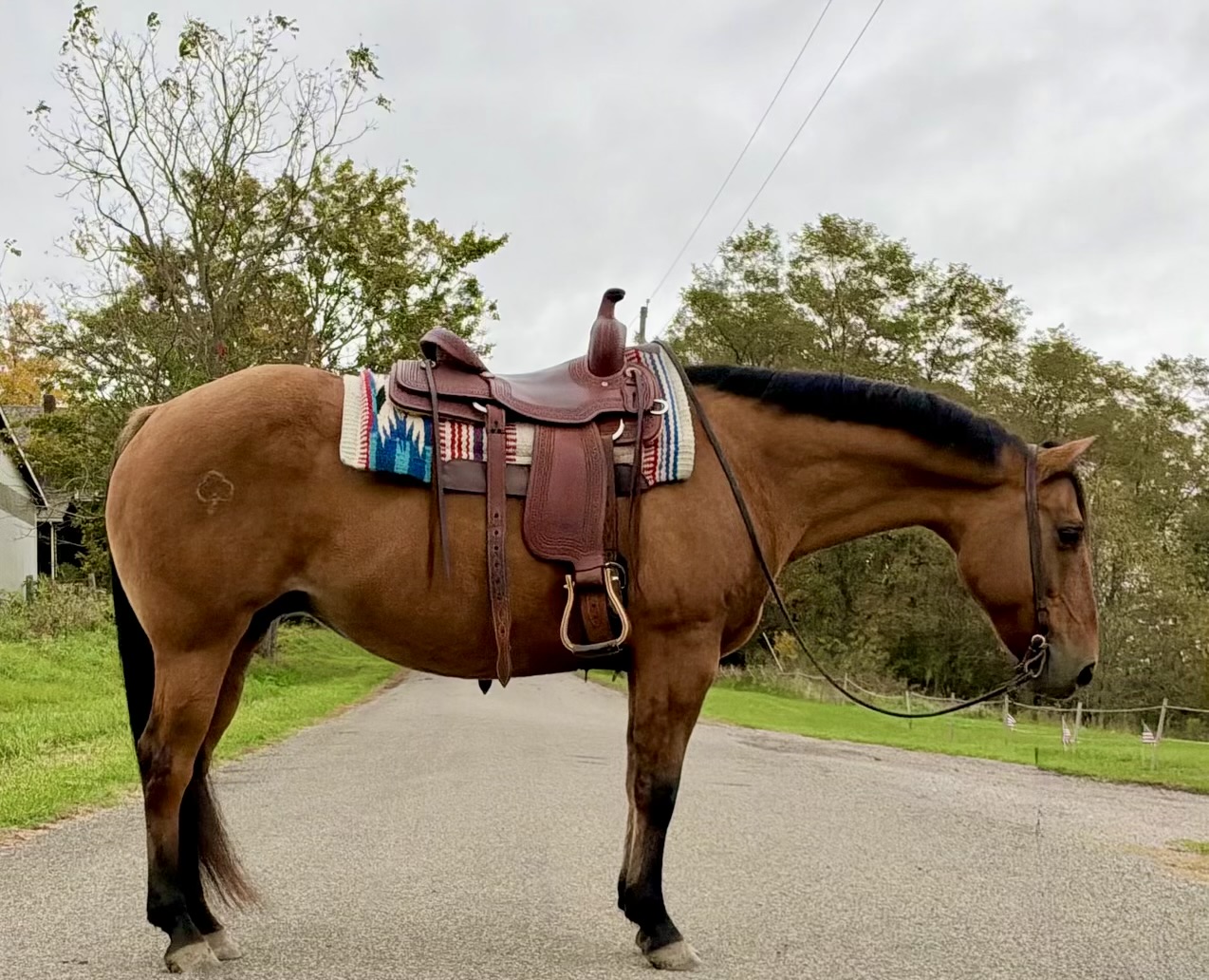 Josie, 10yo Quarter Horse mare, 14.3hh