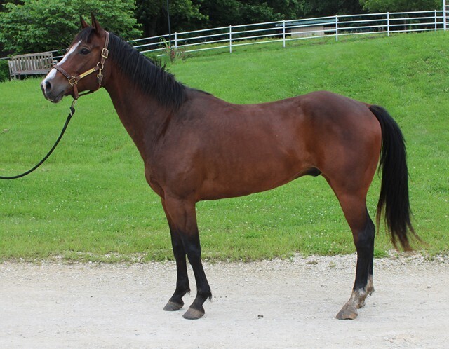 Murphy, 17yo American Quarter Horse gelding, 15.3hh