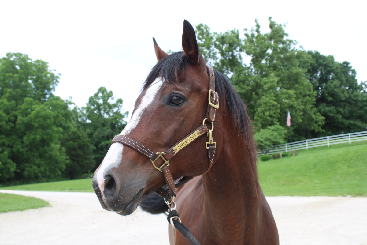 Murphy, 17yo American Quarter Horse gelding, 15.3hh