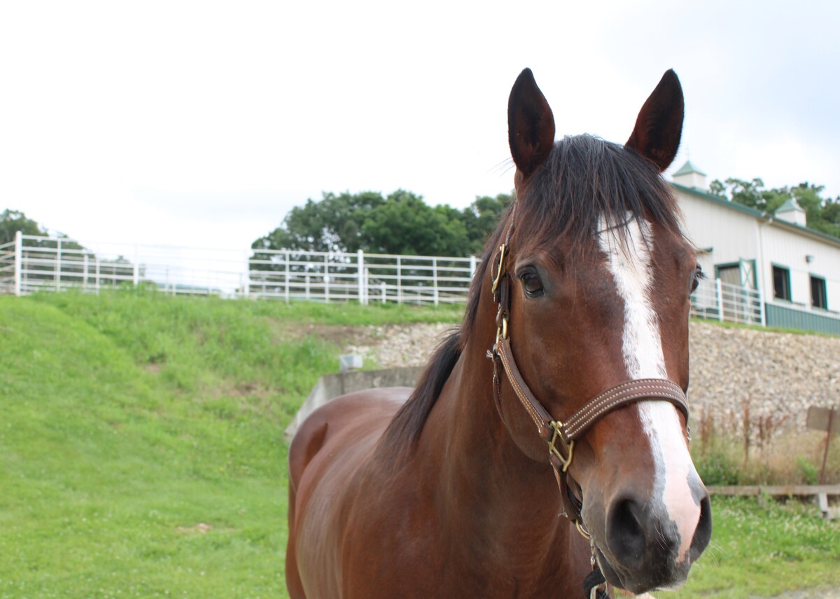 Murphy, 17yo American Quarter Horse gelding, 15.3hh