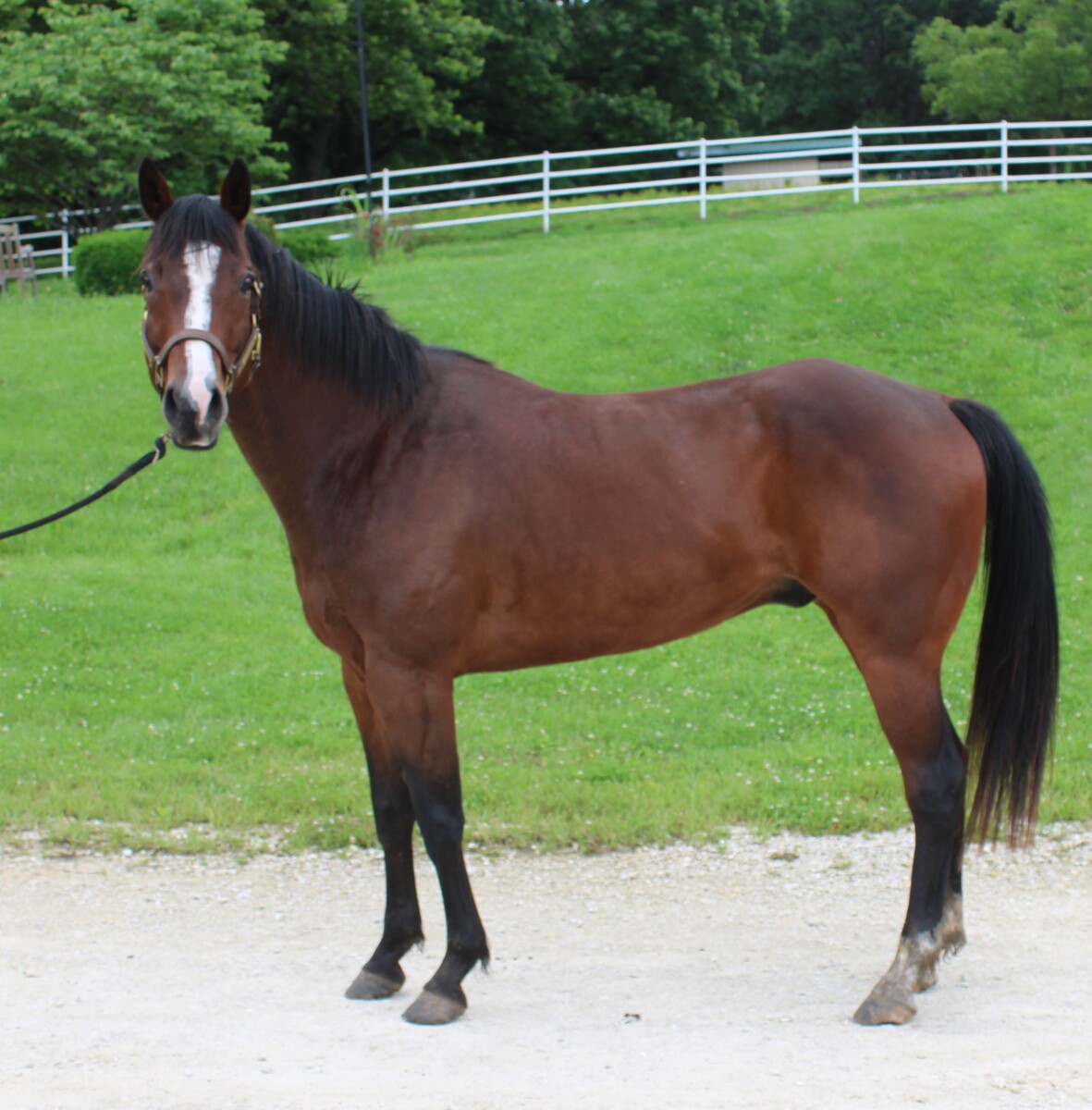 Murphy, 17yo American Quarter Horse gelding, 15.3hh