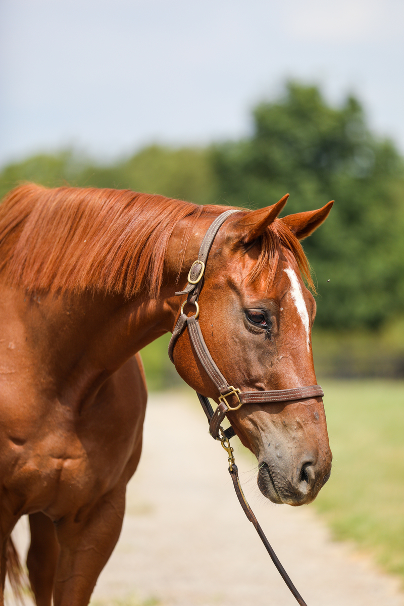 Visibility, 16yo Thoroughbred gelding, 16.0hh