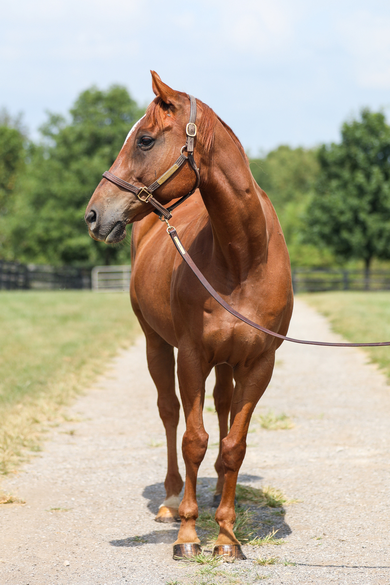 Visibility, 16yo Thoroughbred gelding, 16.0hh