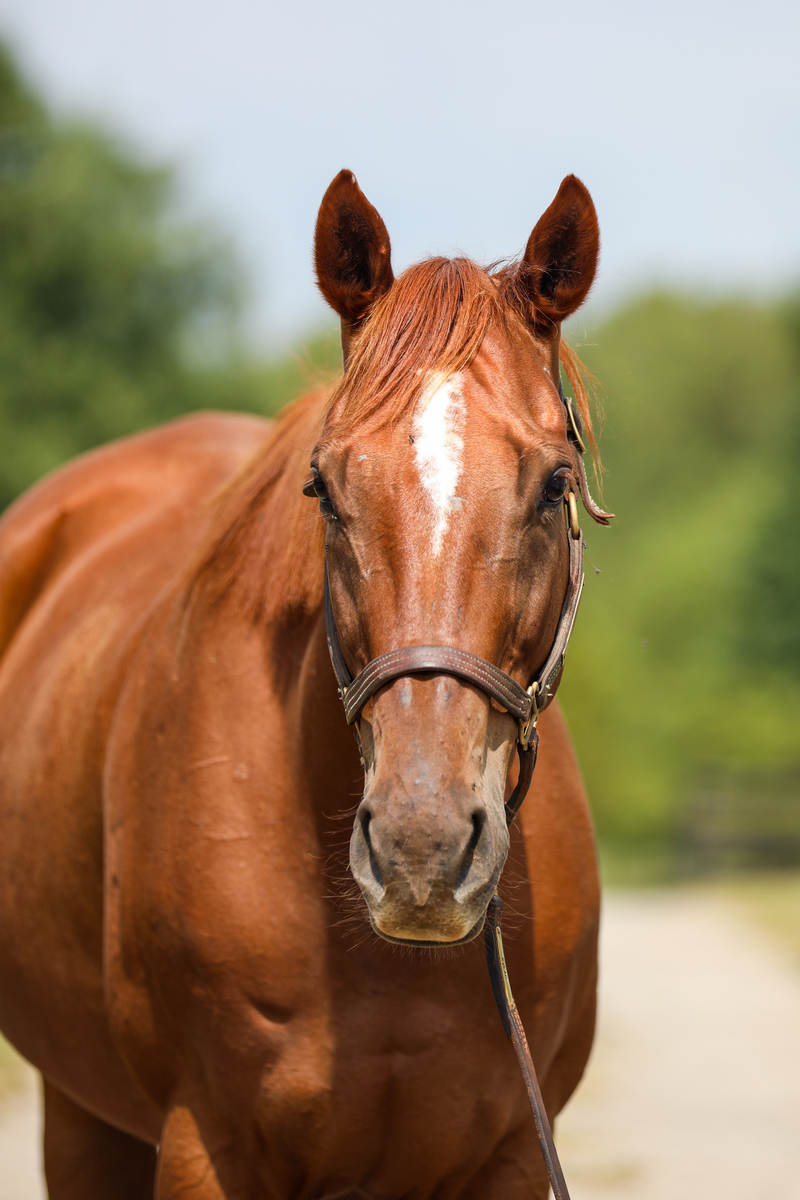 Visibility, 16yo Thoroughbred gelding, 16.0hh