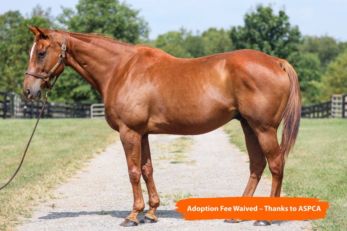 Visibility, 16yo Thoroughbred gelding, 16.0hh