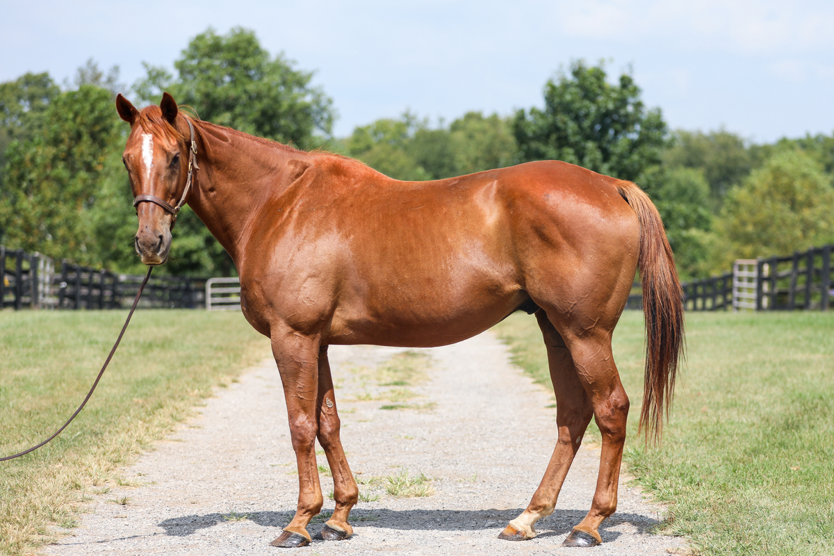 Visibility, 16yo Thoroughbred gelding, 16.0hh