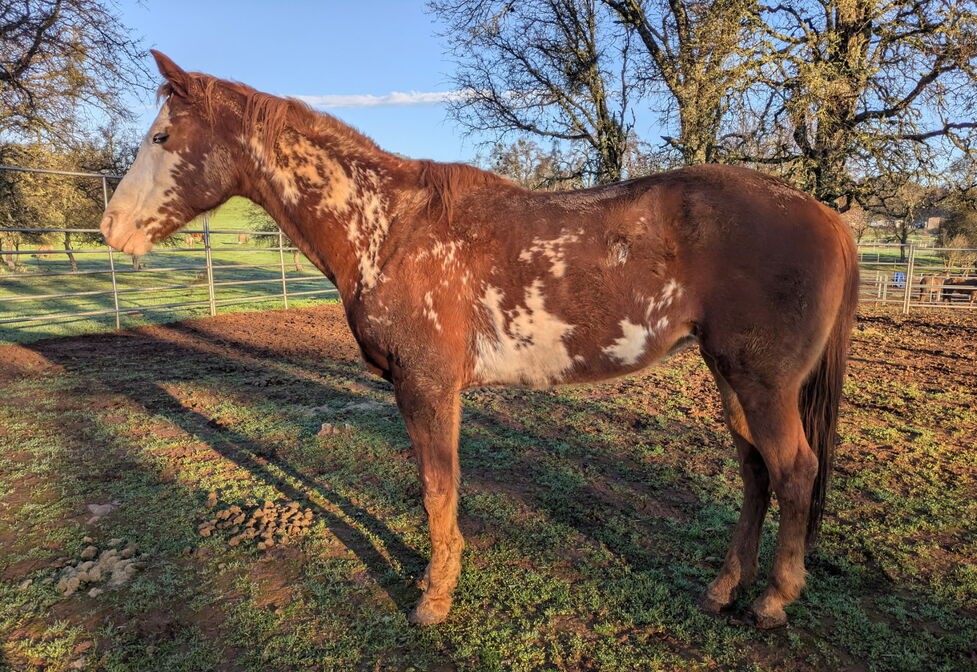 Bria, Paint mare, 15.0hh
