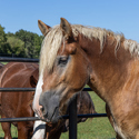 Moose, 2yo Belgian Draft gelding, 16.0hh