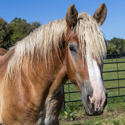 Moose, 2yo Belgian Draft gelding, 16.0hh