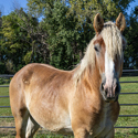 Moose, 2yo Belgian Draft gelding, 16.0hh