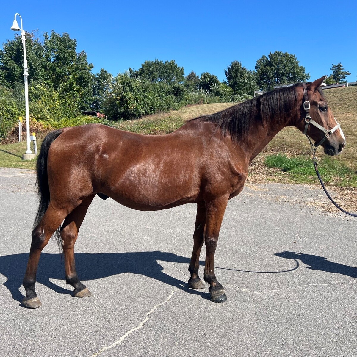 Toby, 28yo Morgan gelding, 15.3hh
