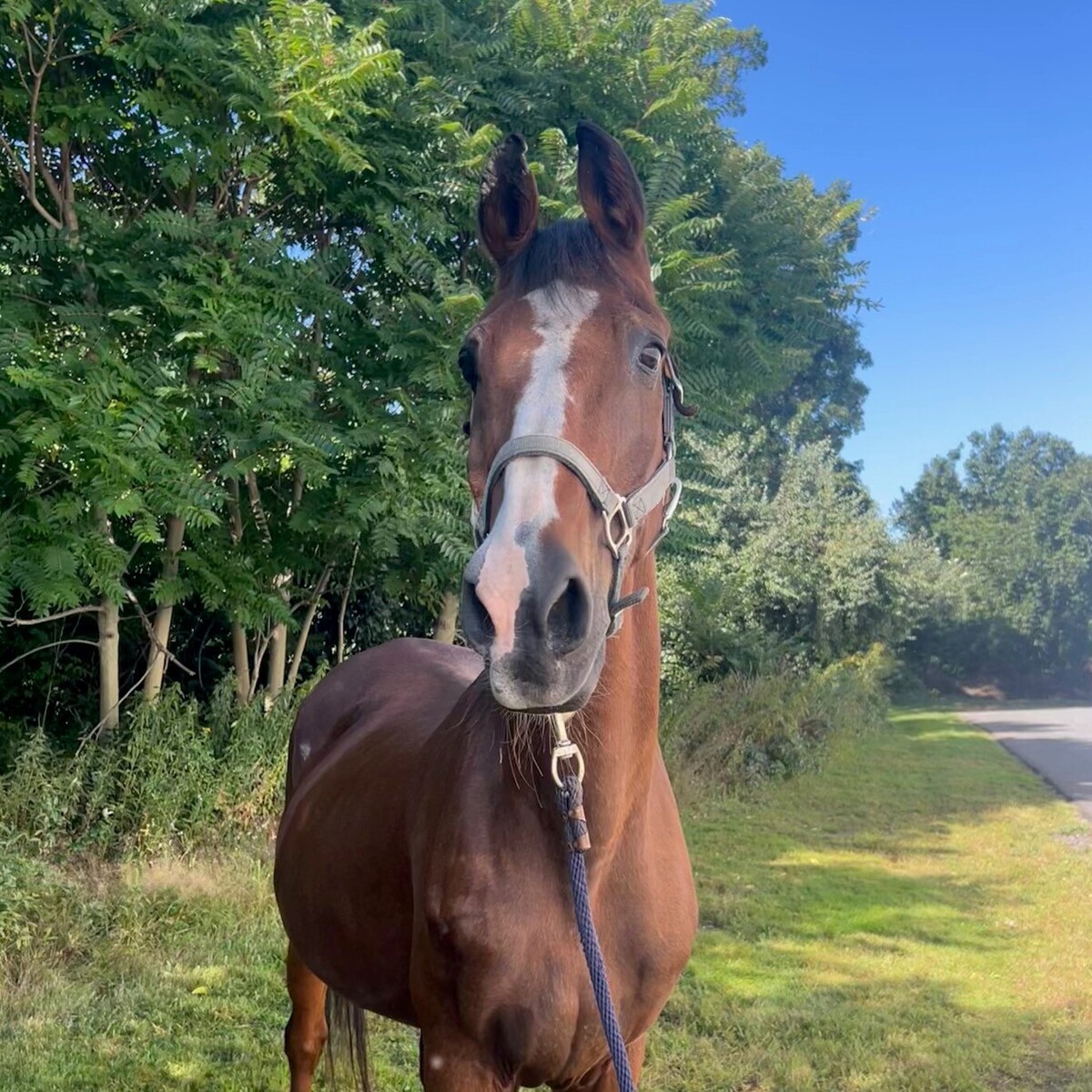 Toby, 28yo Morgan gelding, 15.3hh