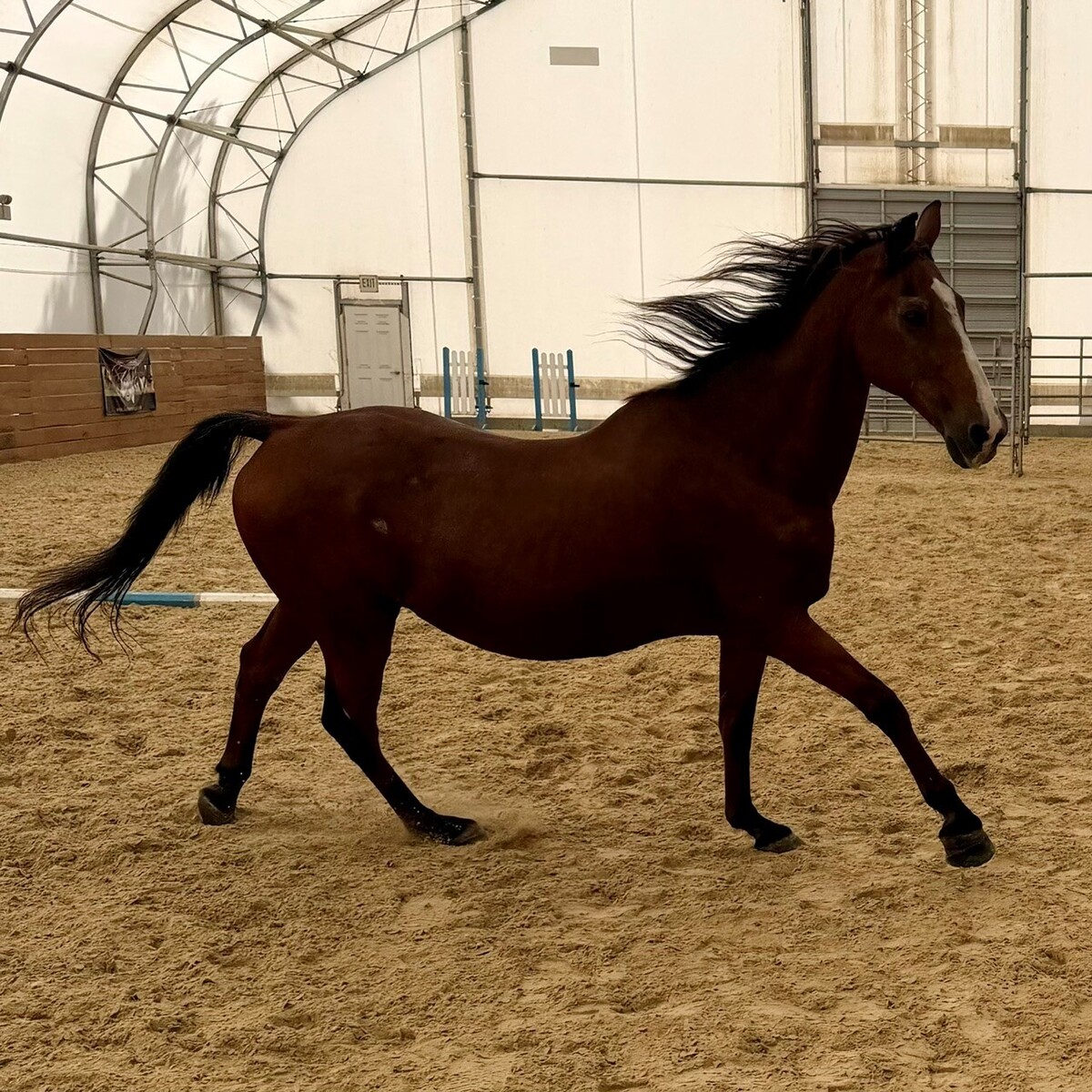 Toby, 28yo Morgan gelding, 15.3hh