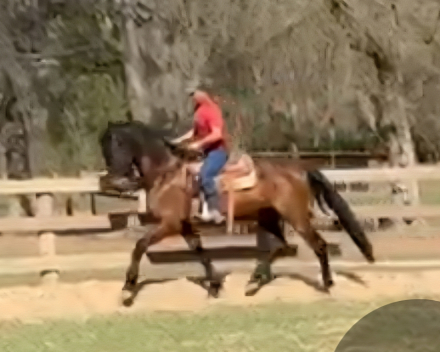 Durango de Maria, 5yo Andalusian gelding, 16.3hh