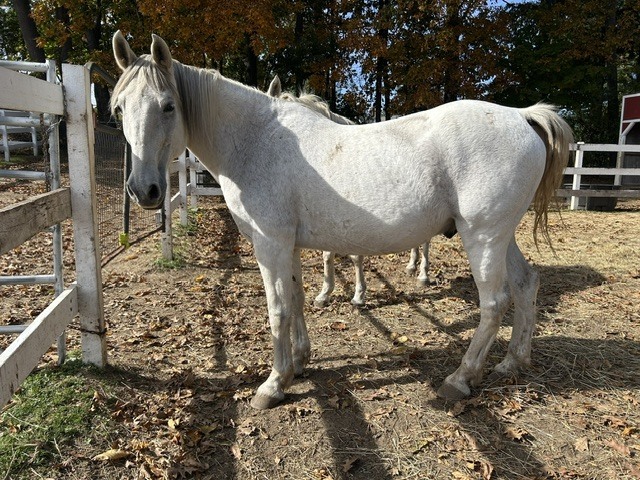Zeb, 19yo Draft gelding, 15.0hh