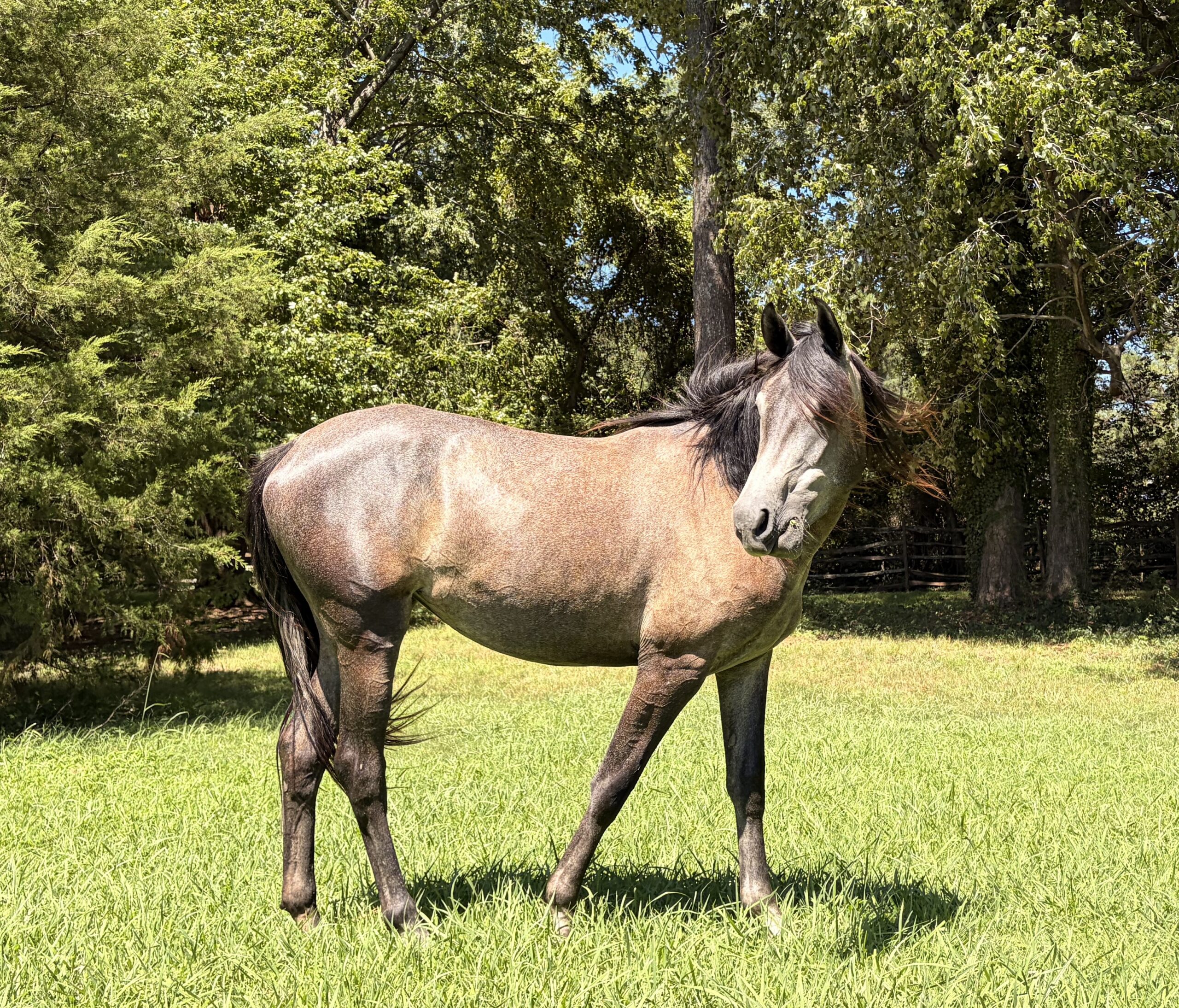 Wednesday, 2yo Arabian mare, 15hh