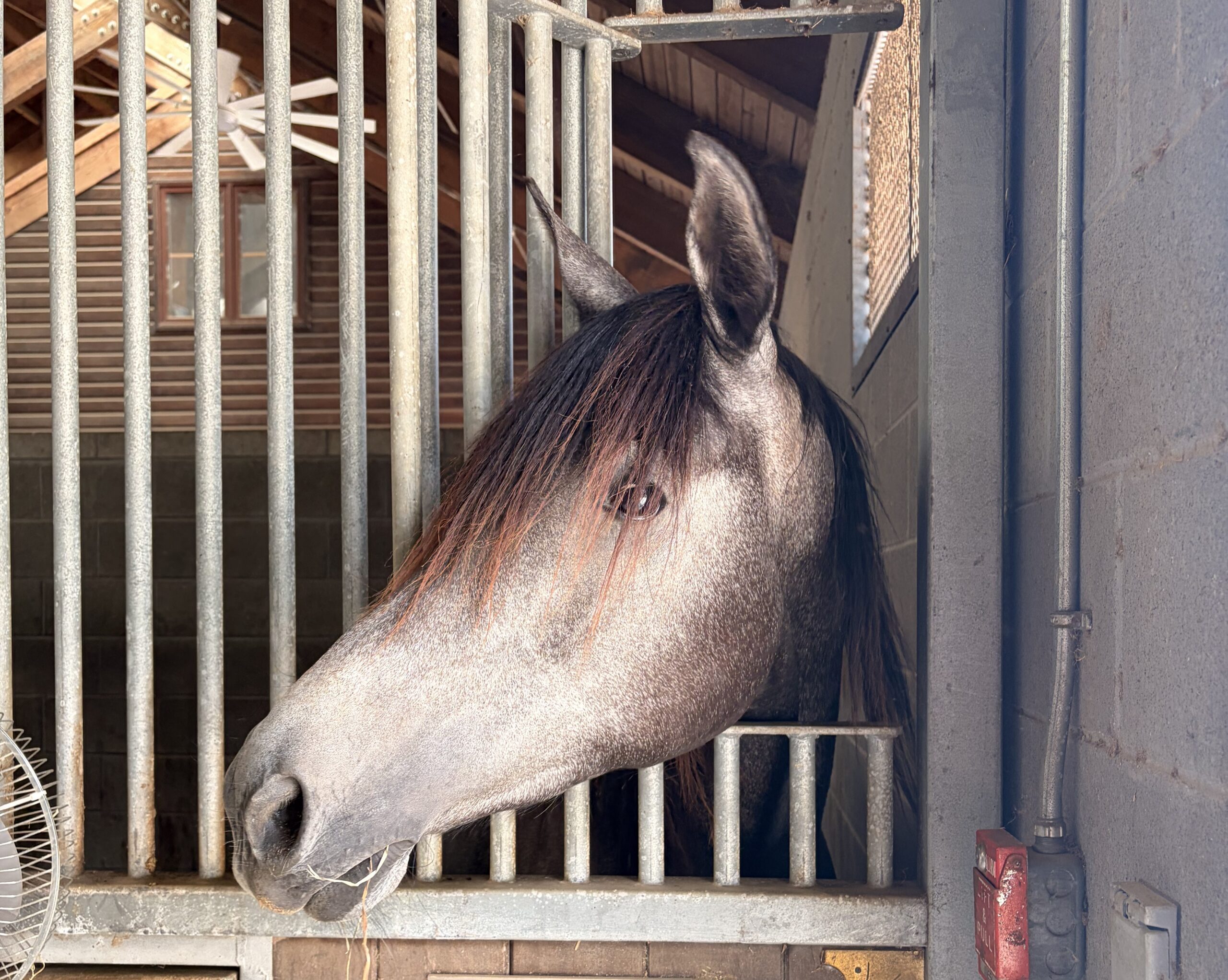 Wednesday, 2yo Arabian mare, 15hh